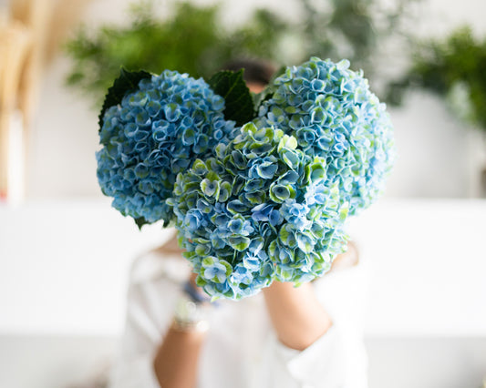 Blue Hydrangea Stems