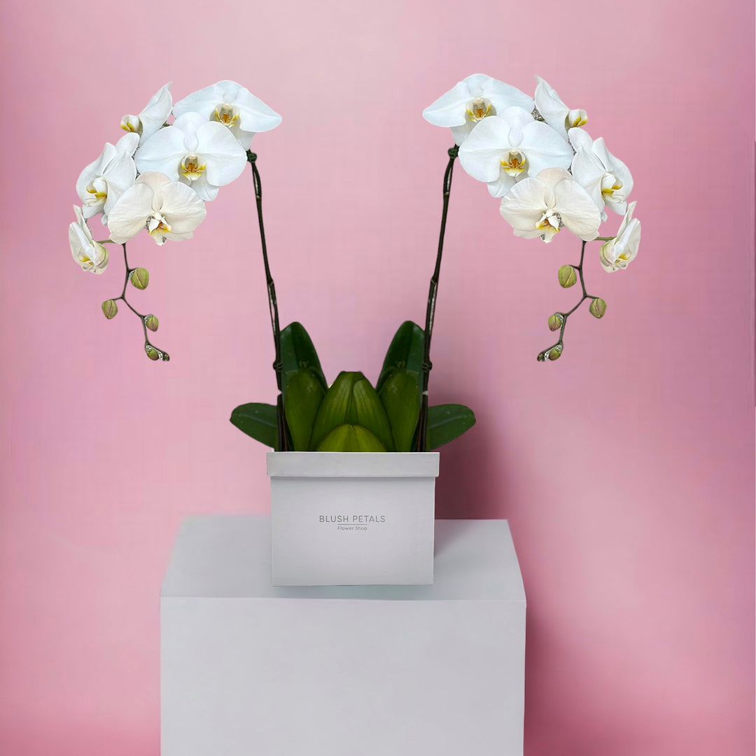 Buy White Orchids Phalaenopsis white Box