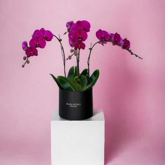 Buy Purple orchid plant online