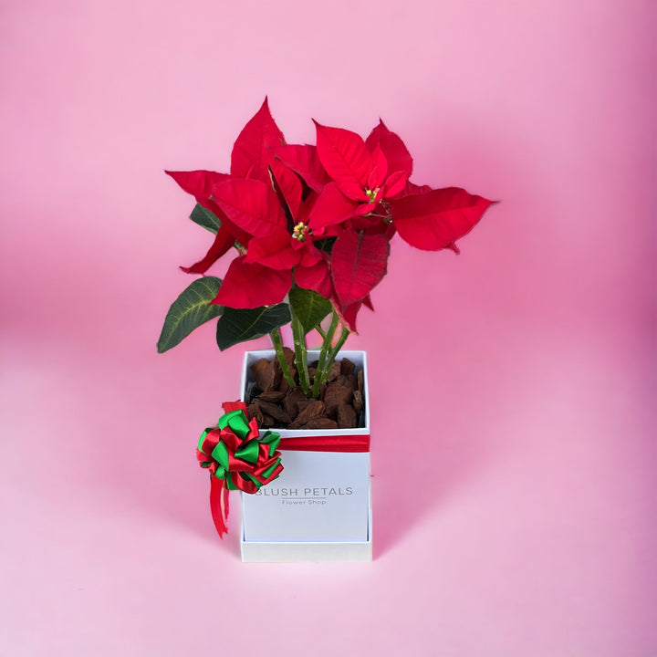 Poinsettia