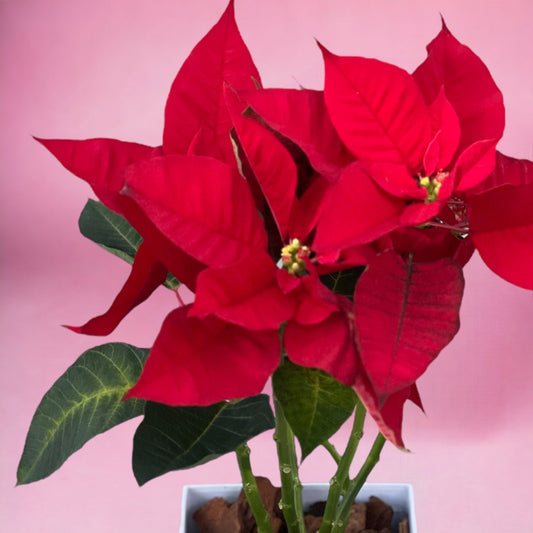 Poinsettia