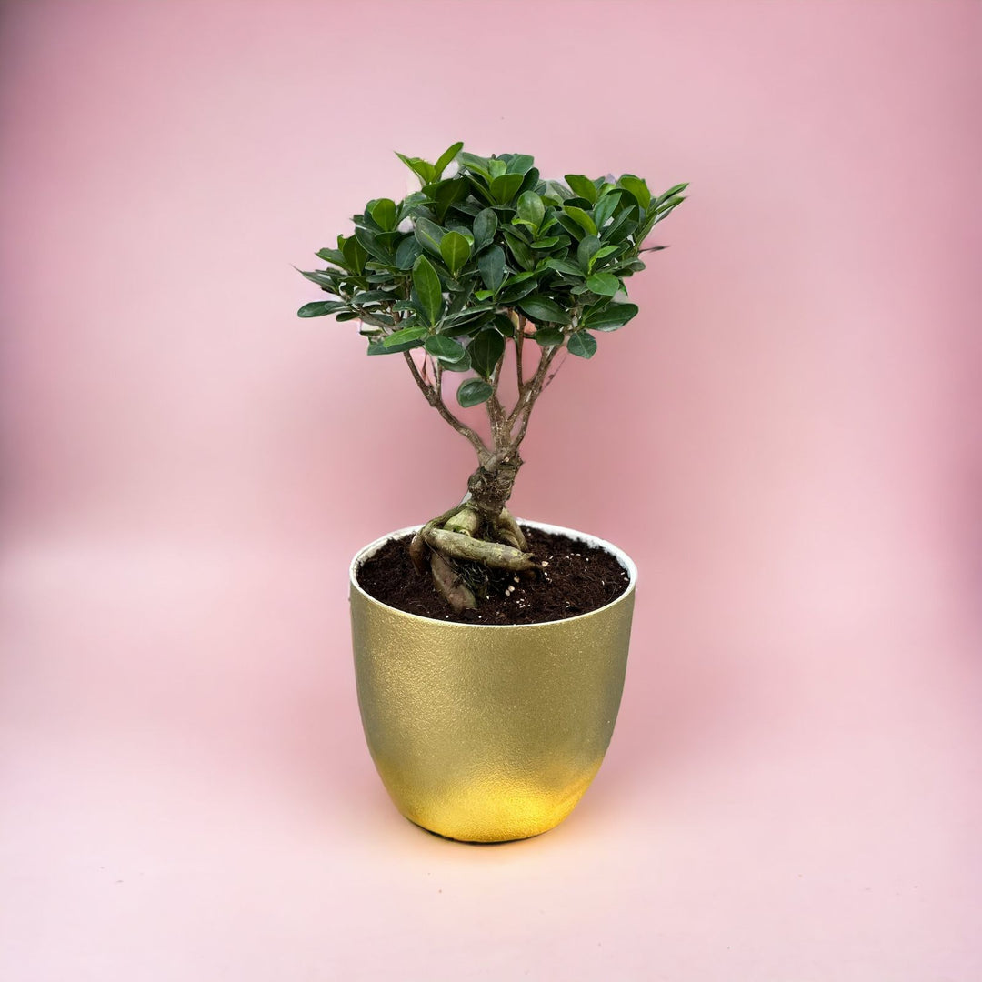 Bonsai in pot
