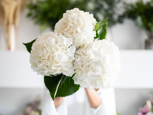 White Hydrangea Stems