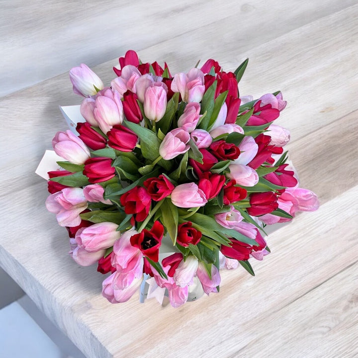 Pink and red tulip