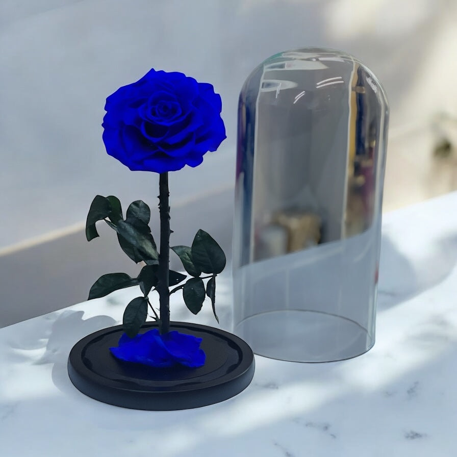 Forever rose blue single 25cm