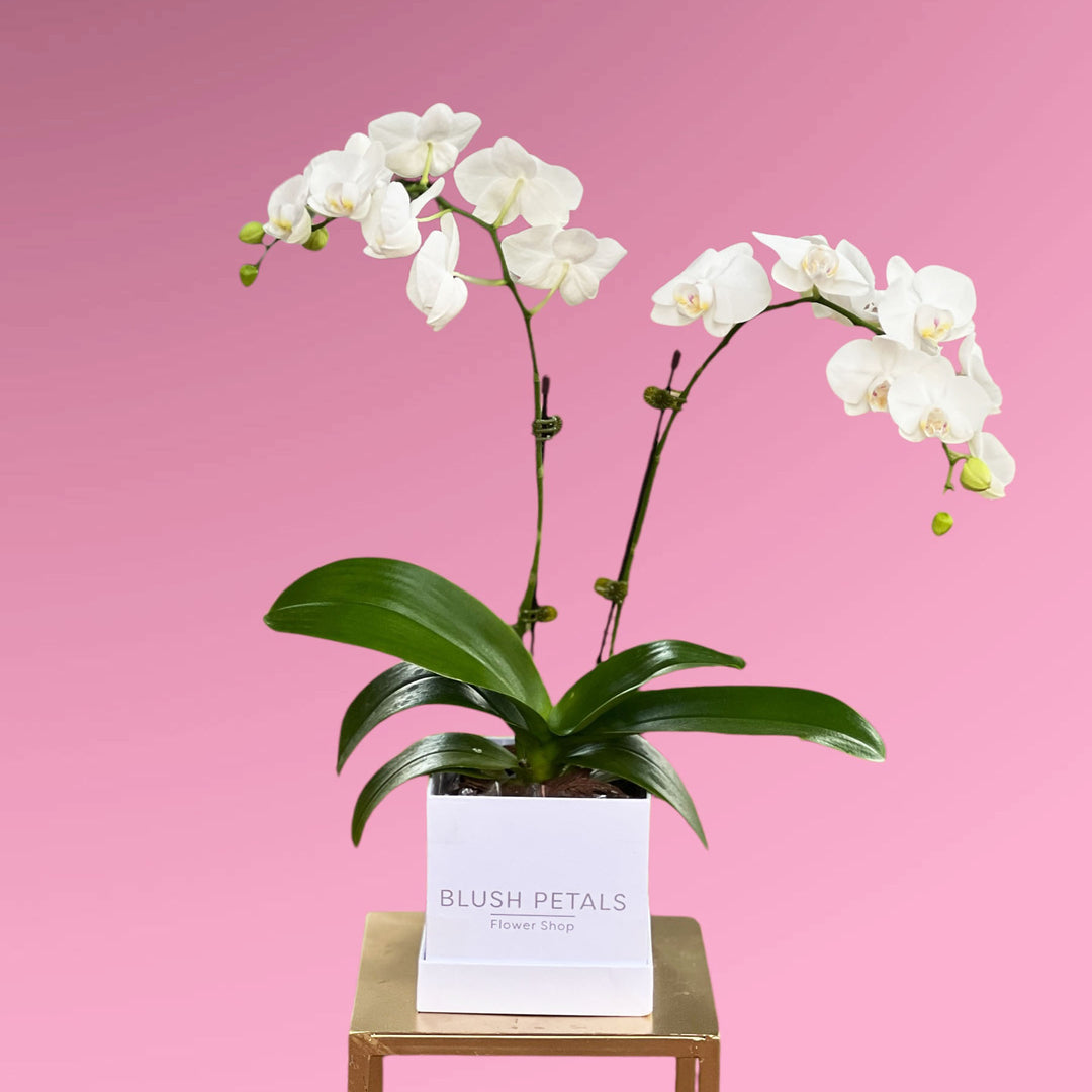 Phalaenopsis Orchid