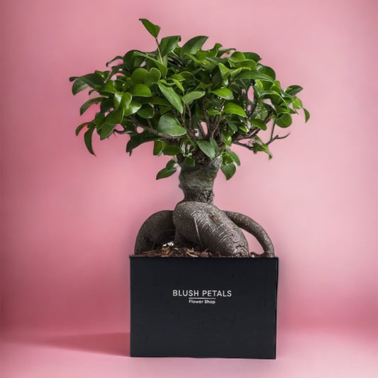 Buy Bonsai plant in Dubai