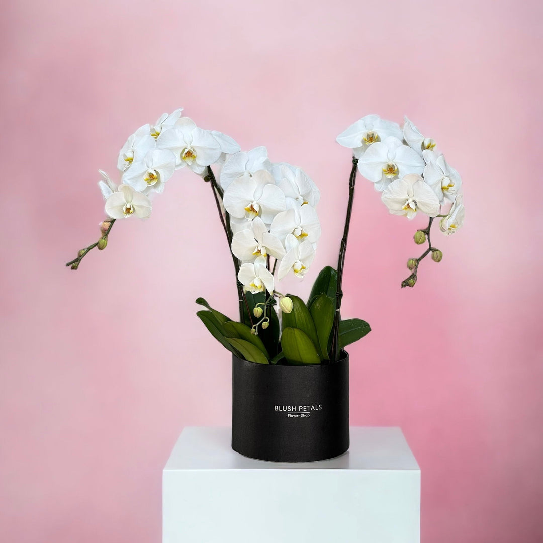 White Orchids Phalaenopsis Acrylic Box