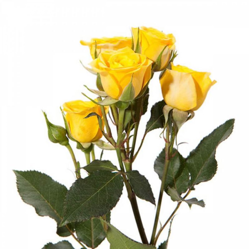 Yellow Spray Rose