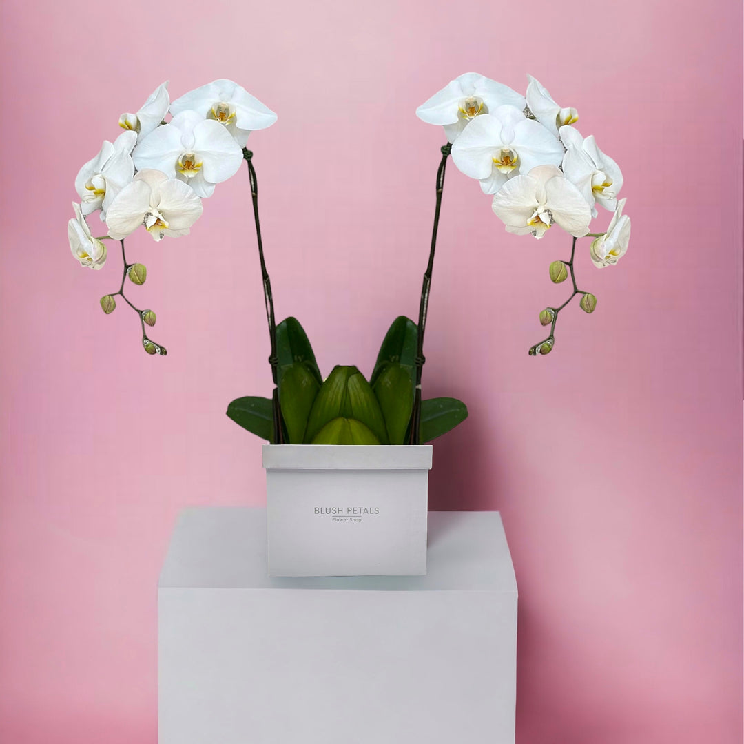 Buy White Orchids Phalaenopsis white Box  