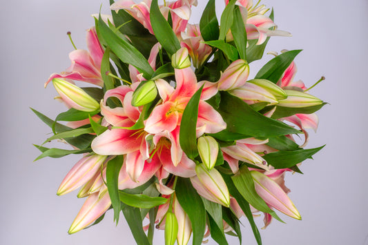 Stargazer Lily Stems