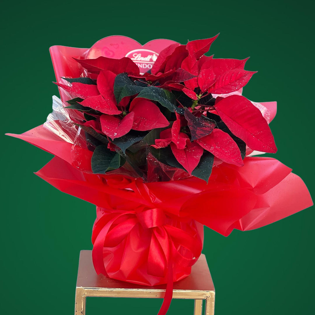 Jingle Petals | Order Christmas Gifts Dubai