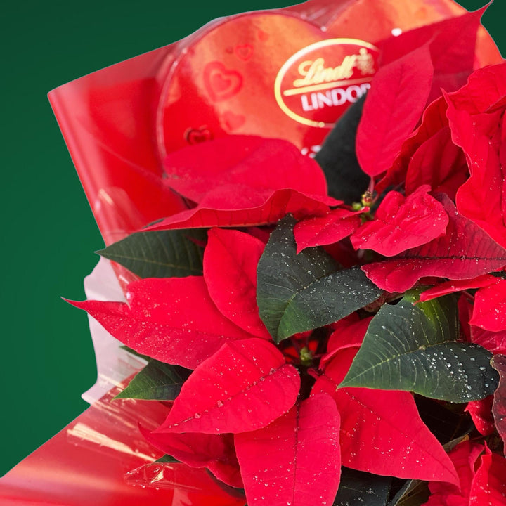 Jingle Petals | Order Christmas Gifts Dubai