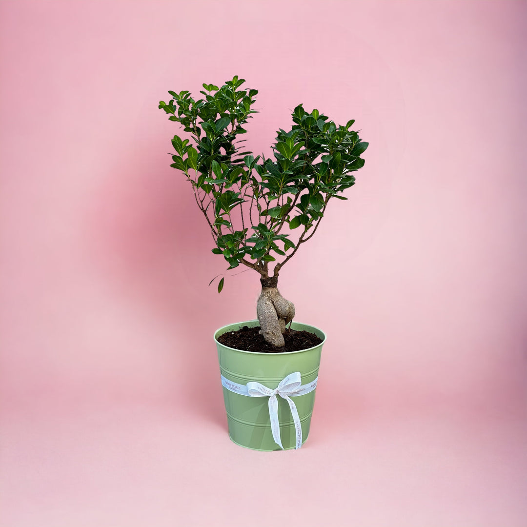 Buy bonsai tree in pot Dubai