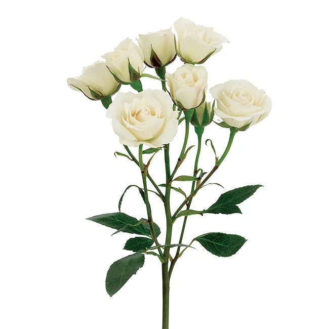 Spay Rose White | Online Flower Shop Dubai