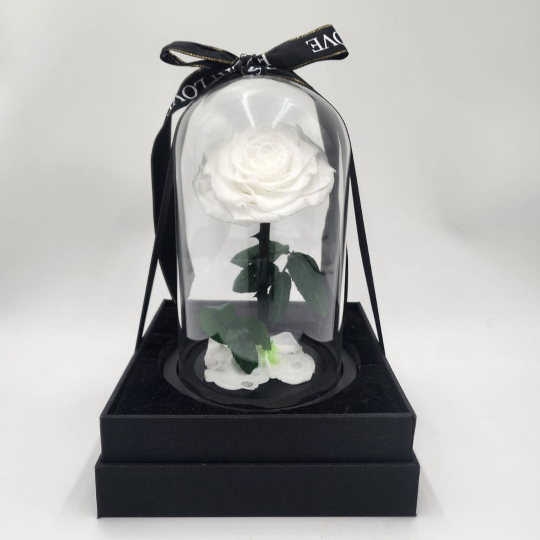 White Rose in Glass Dome