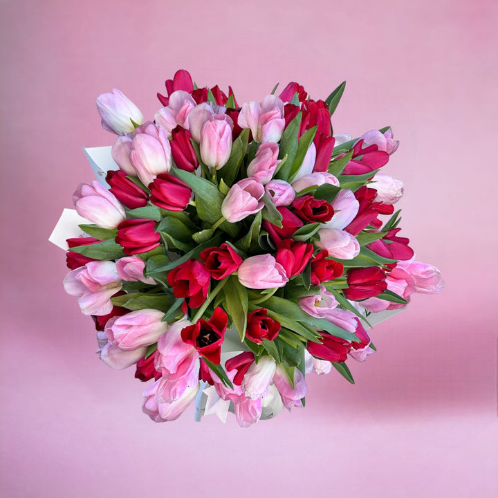 51 Pink and red  tulip