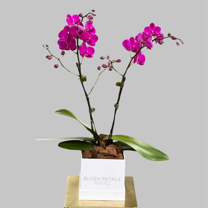 Phalaenopsis Orchid Purple