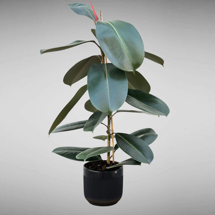 Rubber Plant