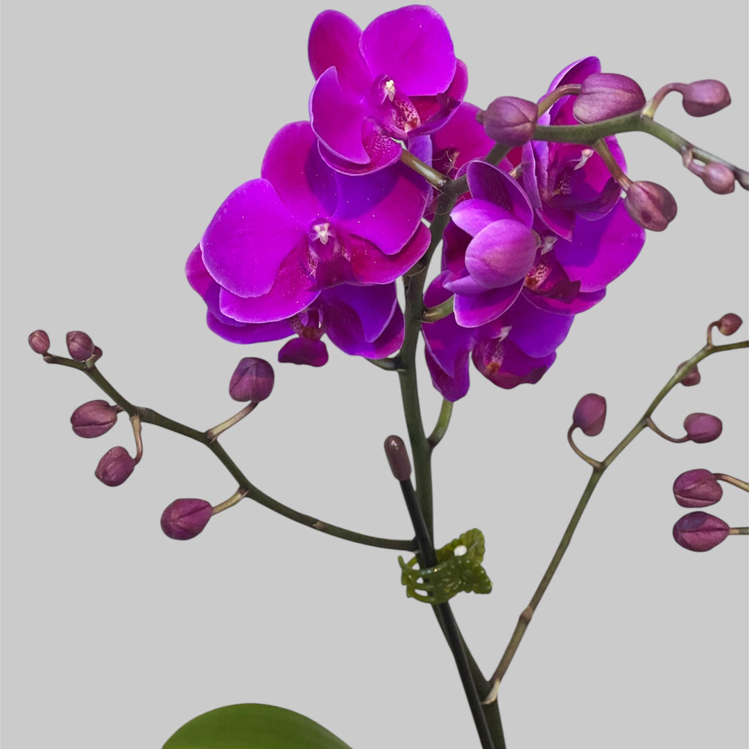 Phalaenopsis Orchid Purple