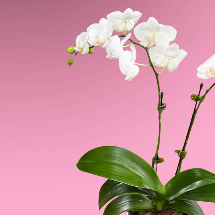 Phalaenopsis Orchid