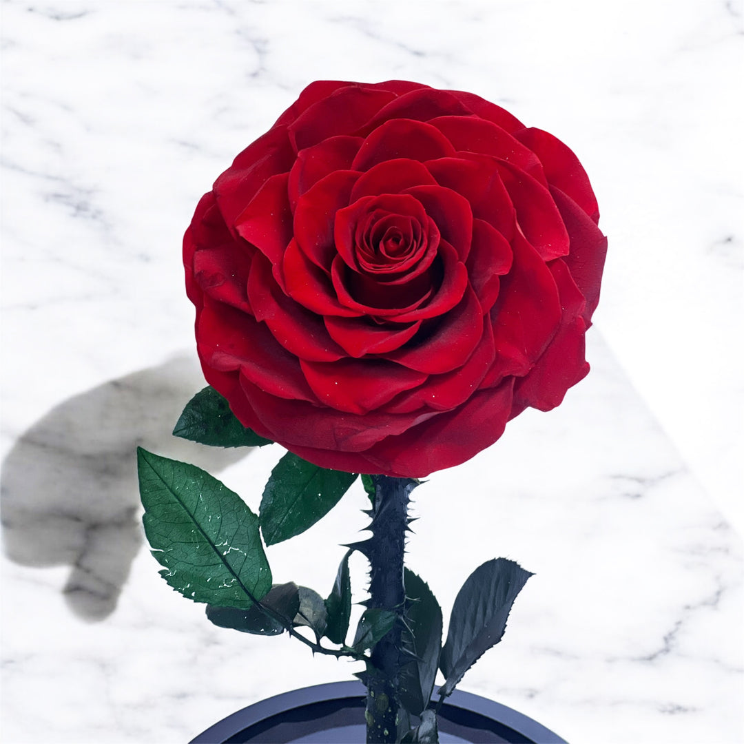 Forever rose red single 25cm