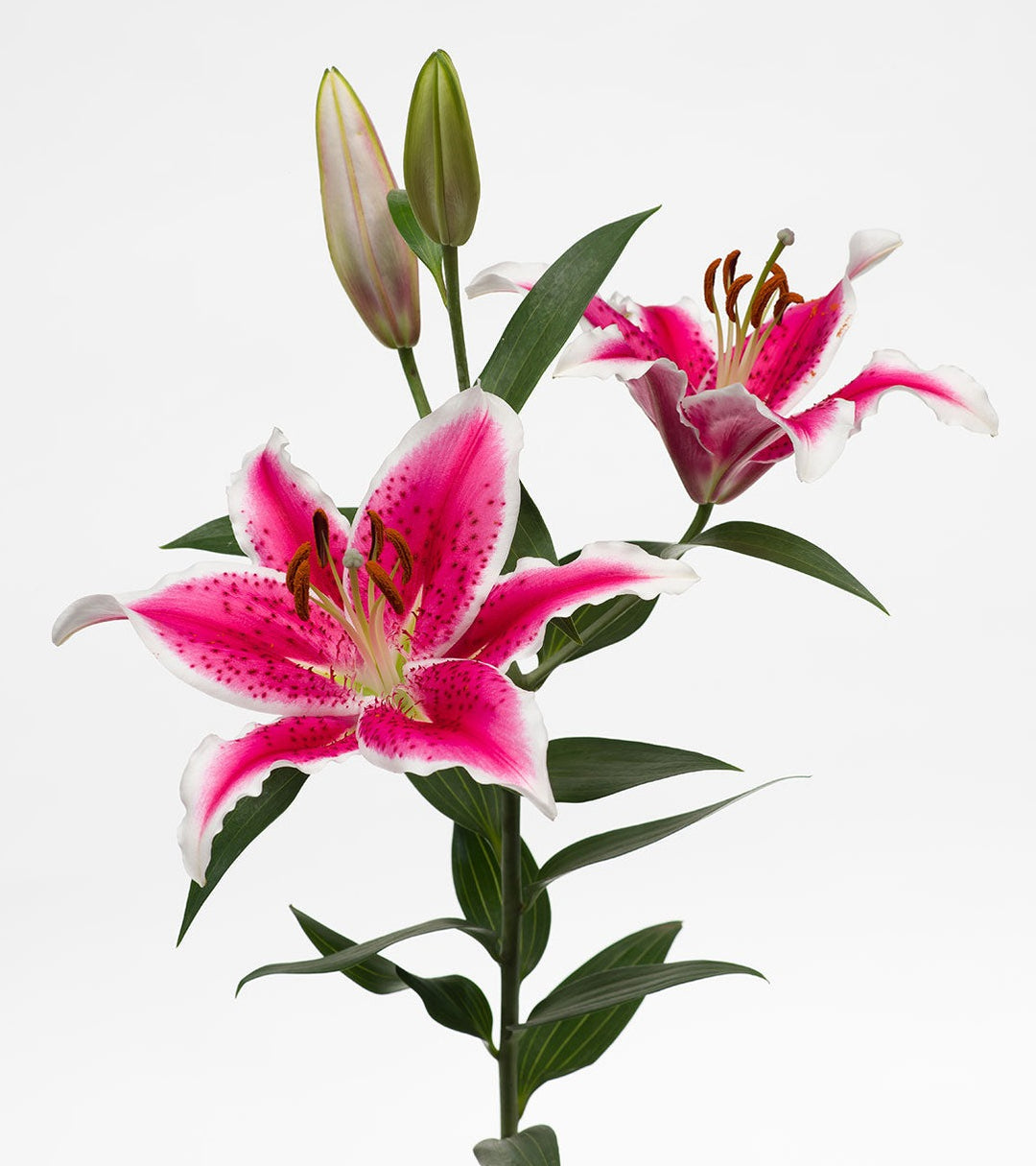 Lilly Pink