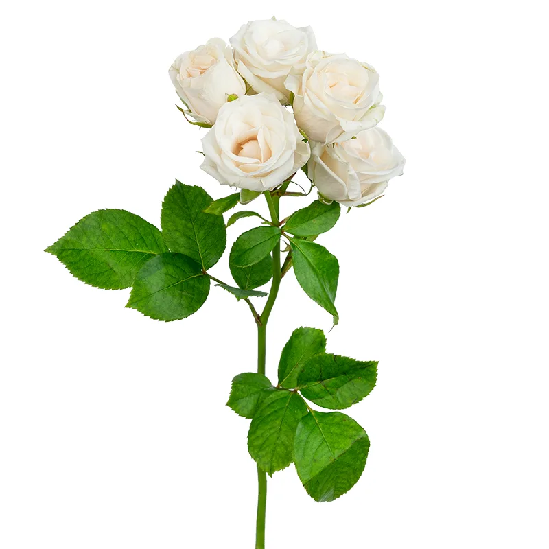 White Spray Rose